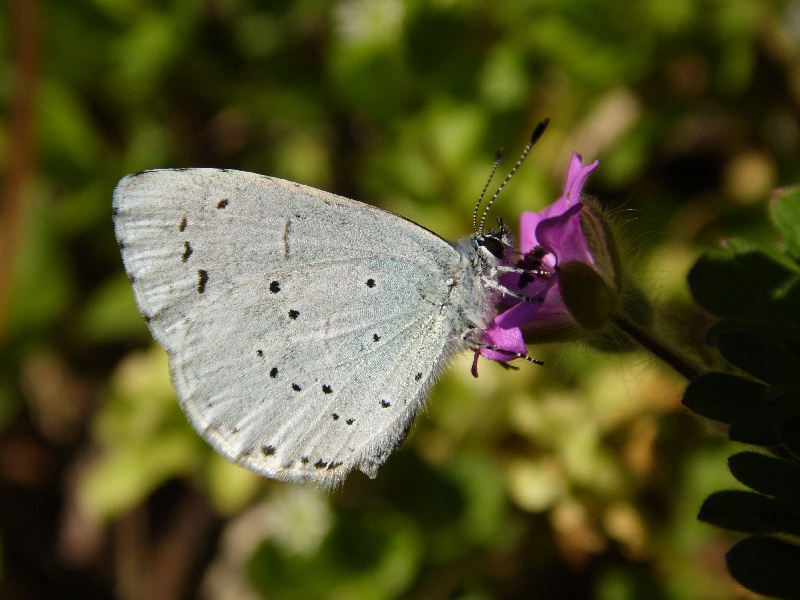 Celastrina a. day